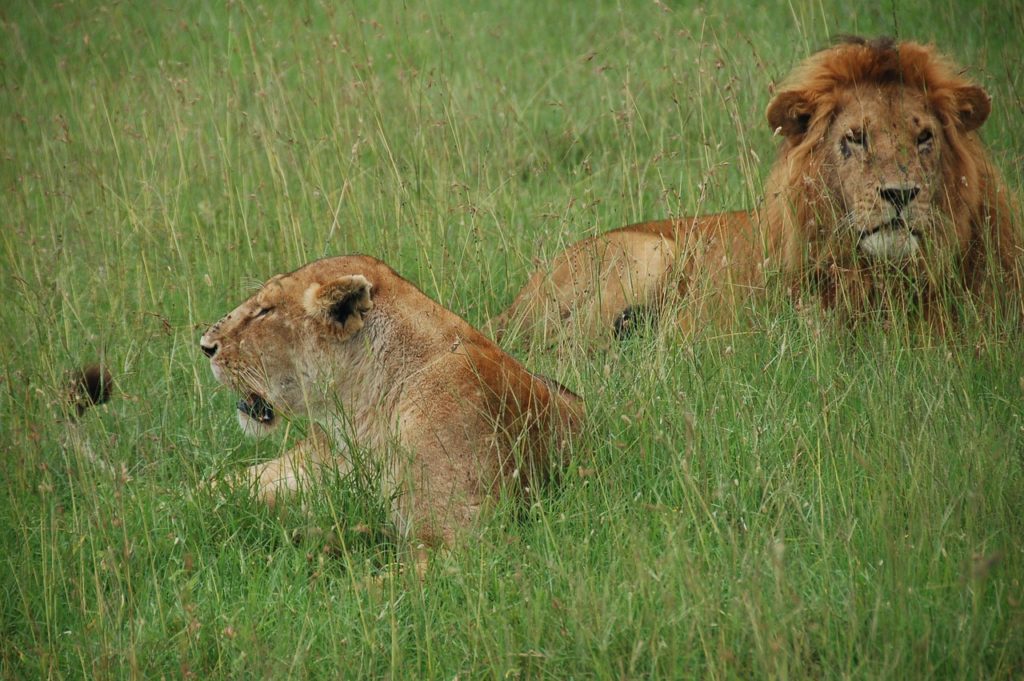 lions, kenya, rest-1496751.jpg