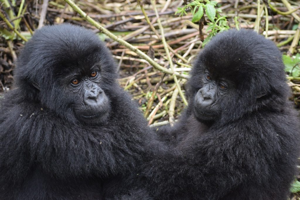 mountain gorilla in uganda