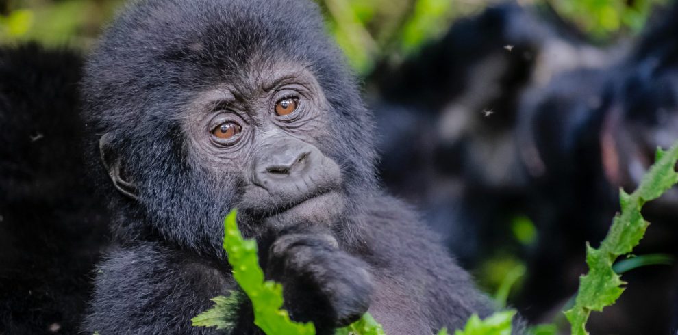 3 days uganda gorilla trekking tour