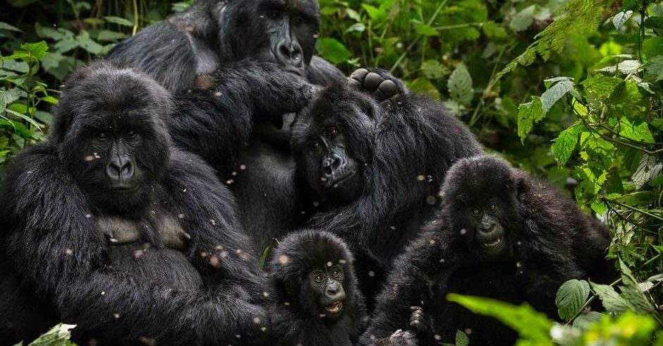 4 Days Gorilla and chimpanzee trekking