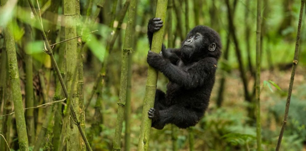 5 Days Gorillas Chimpanzees and Climbing Lions