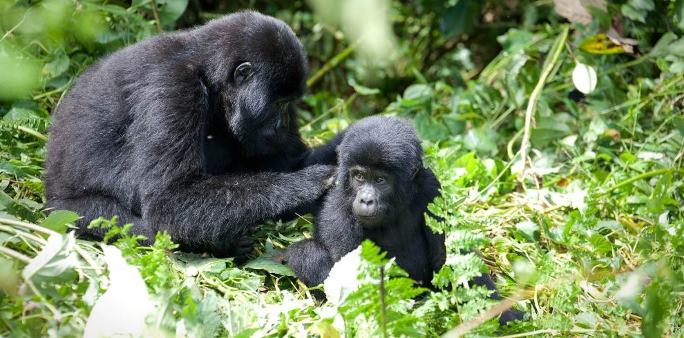 7 Days Uganda Gorilla chimps and wildlife