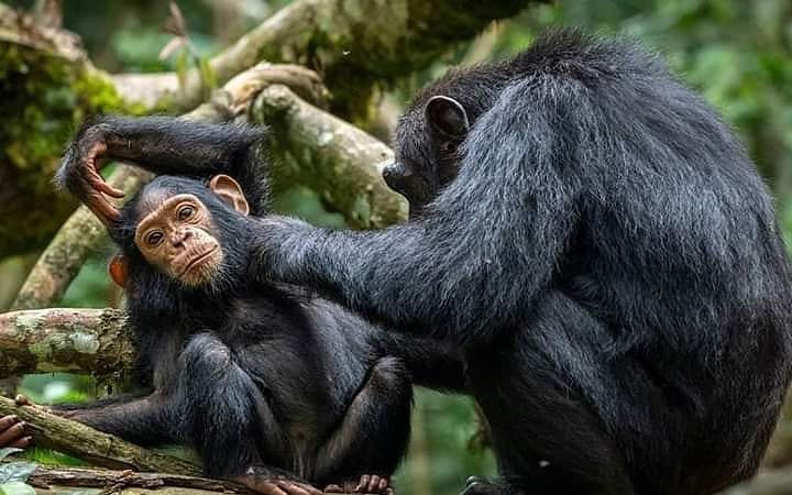 Chimpanzee Habituation Experiences 720x450 1