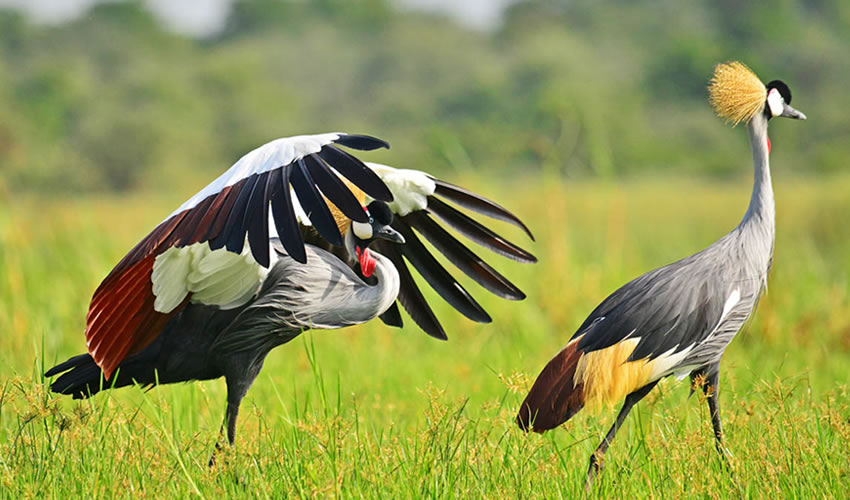 Crested Crane