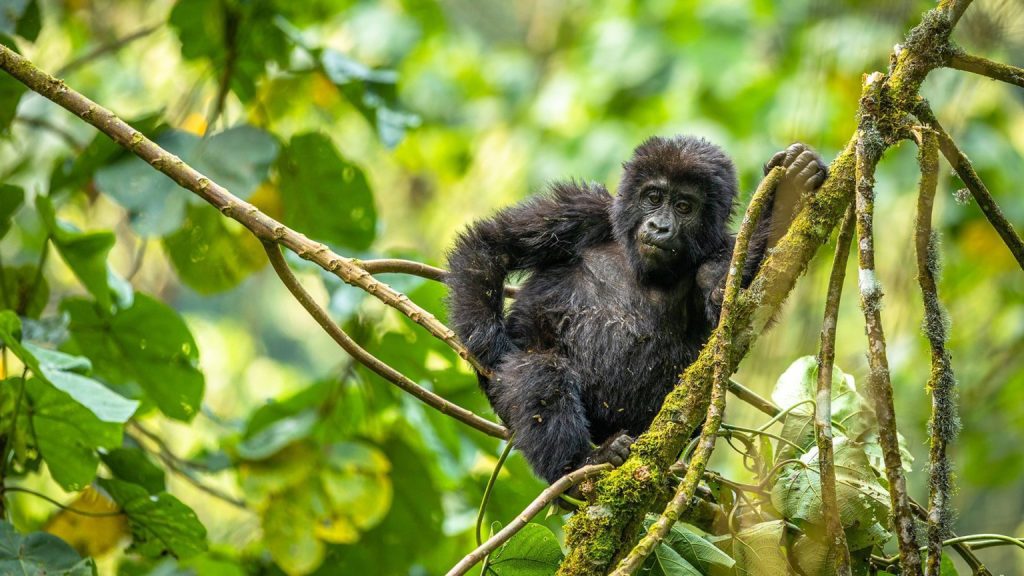 Gorilla Infant Bwindi Uganda 1536x864 1