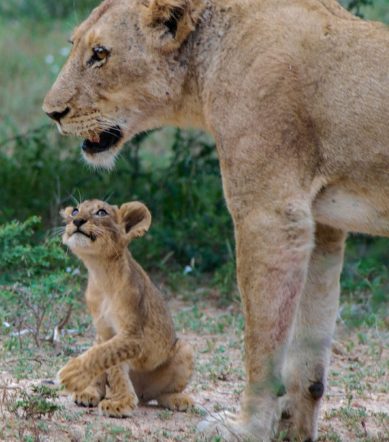 Loness and lion cub