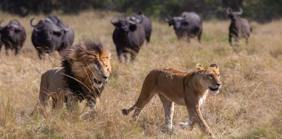 Masai Mara