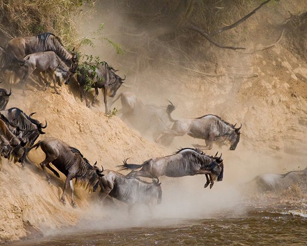 Tanzania-Serengeti-wildebeest-migration