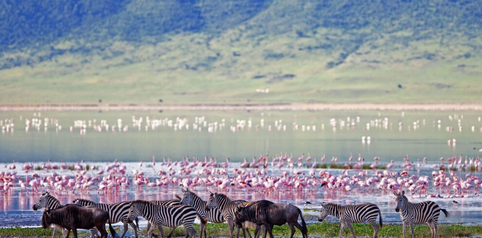 ngorongoro crater floor teaming with game