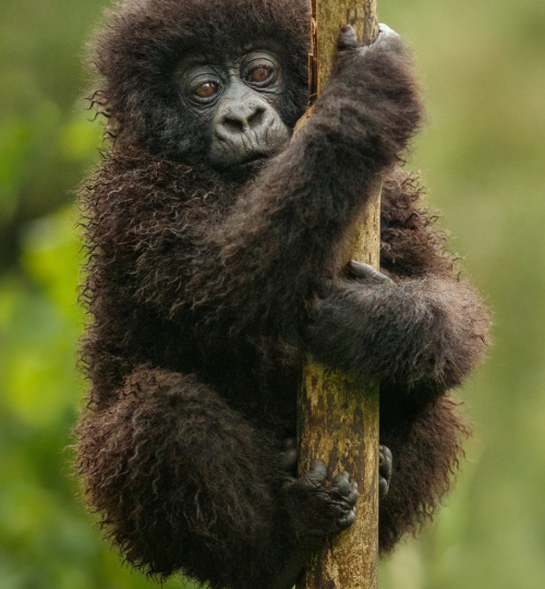 Baby Gorilla holding onto a branch