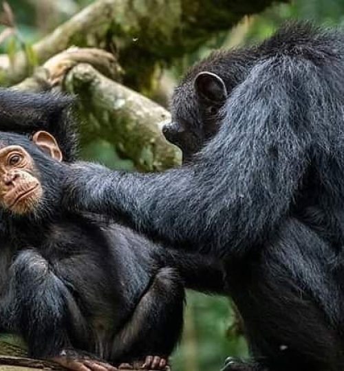 An Adult Chimpanzee grooming a young chimpanzee