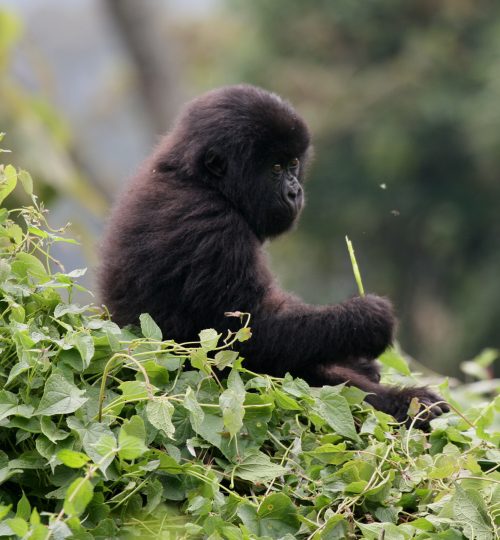 A young baby gorilla sitting over Vegetation